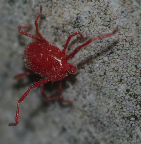 Erythraeidae: Balaustium?